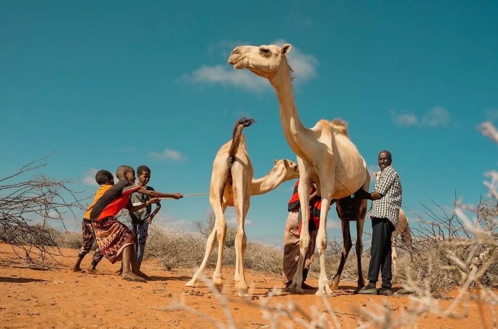 Herder with two camels and children in a dry rural landscape